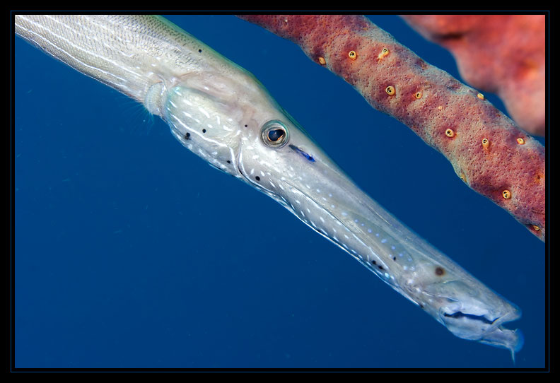 Trumpetfish