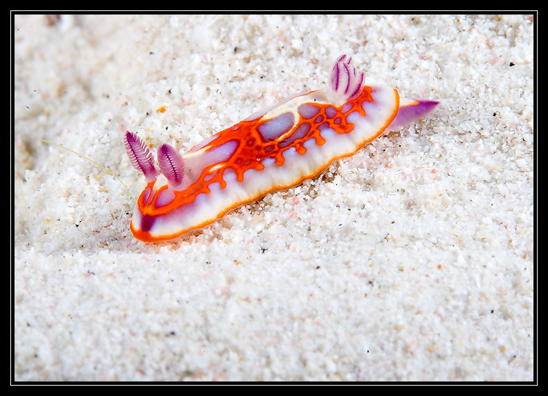 Harlequin Sea Goddess Nudibranch