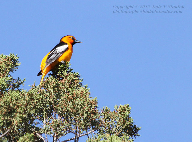 Bullocks Oriole - IMG_5490.JPG