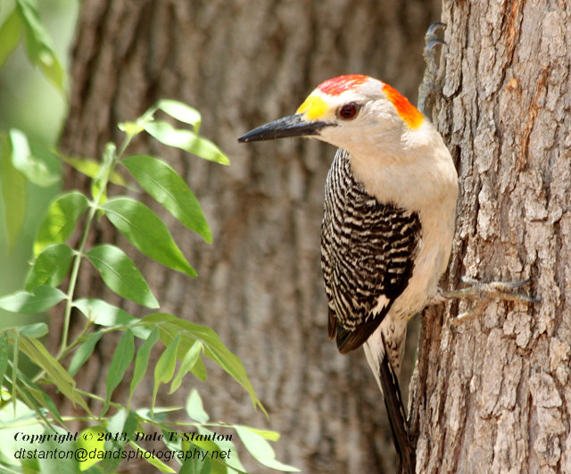 Golden Fronted Woodpecker - IMG_5840.JPG