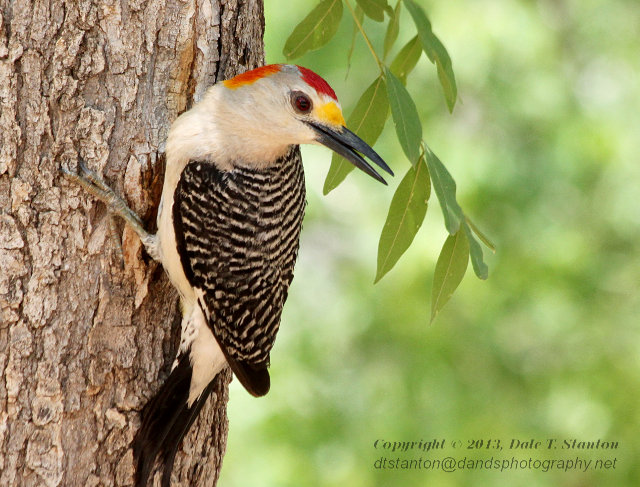 Golden Fronted Woodpecker - IMG_5842.JPG