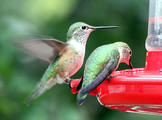 Hummingbirds - IMG_8136.JPG