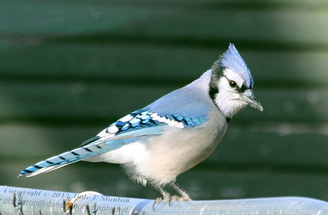 Blue Jay - IMG_0176.JPG