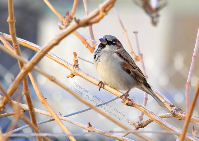 Sparrow - IMG_0855.JPG