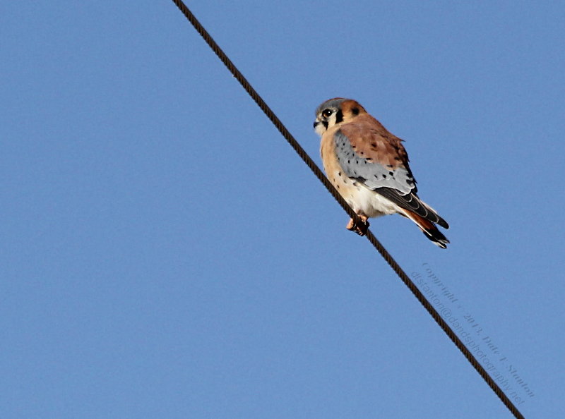 Hunting Kestrel - IMG_1490.JPG