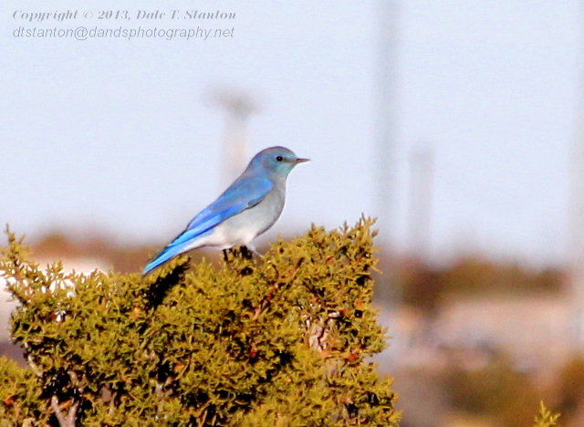 Mountain Bluebird - IMG_1528.JPG