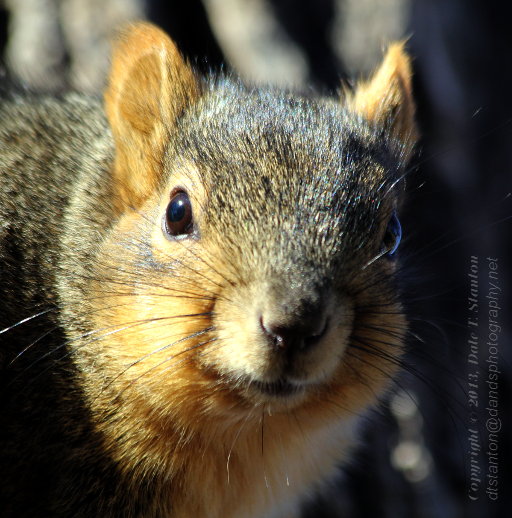 Squirrel Portrait - IMG_1297.JPG