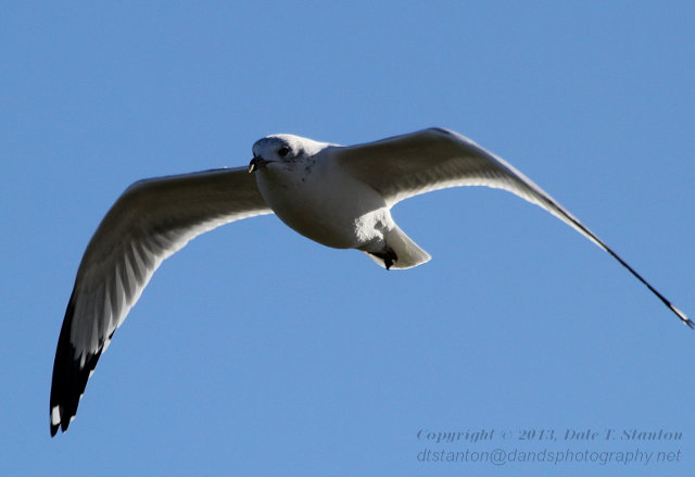 Ring-Billed Gull - IMG_1456.JPG