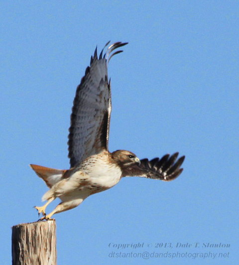 Red Tail Launch - IMG_1889.JPG