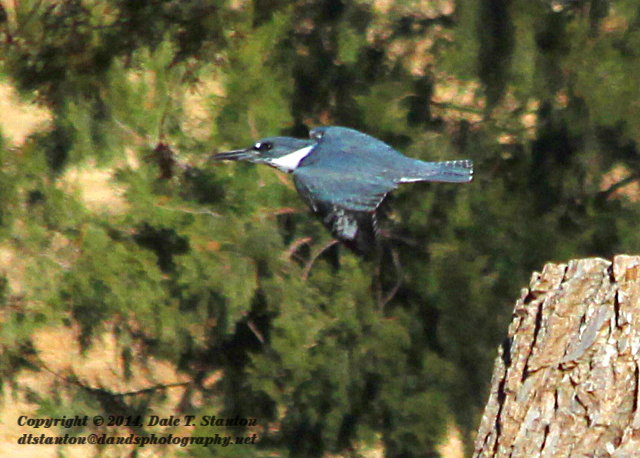 Belted Kingfisher Launch - IMG_2025.JPG