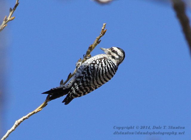 Downy Woodpecker - IMG_2254.JPG