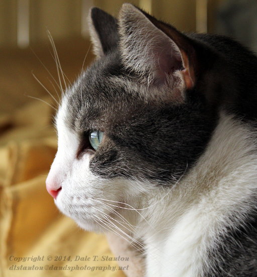 Buster Profile - IMG_2814.JPG