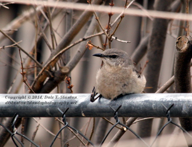 Mockingbird - IMG_3479.JPG