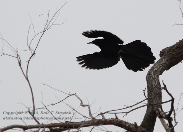 Great Tailed Grackle - IMG_3481.JPG