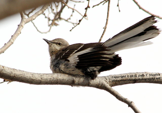 Hurt Mockingbird - IMG_3522.JPG