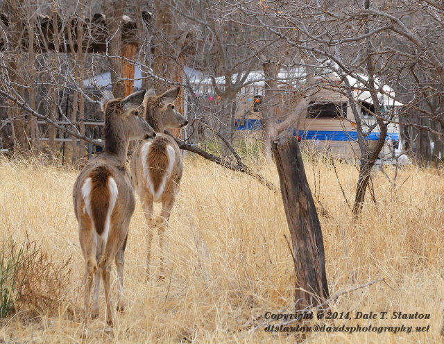 Pair of Deer - IMG_3871.JPG
