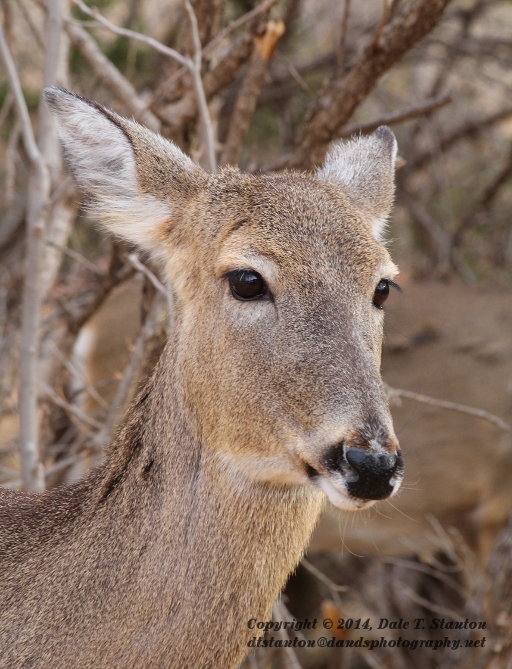 Deer Portrait - IMG_3880.JPG