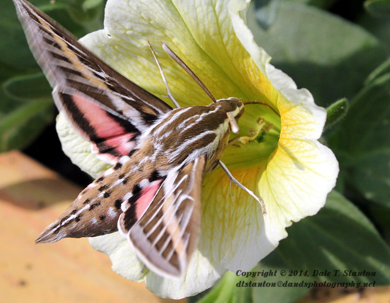 Hummingbird Moth - IMG_5923.JPG