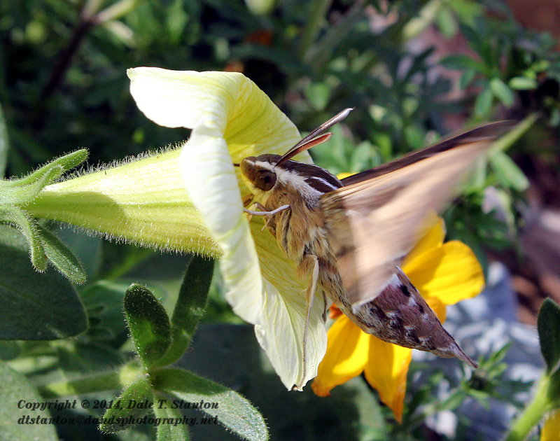 Hummingbird Moth - IMG_5928.JPG