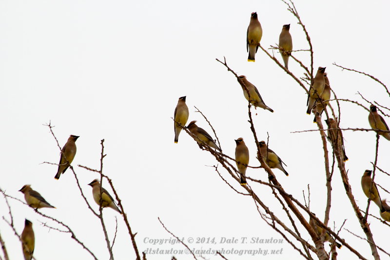 Waxwing Party - IMG_5481.JPG