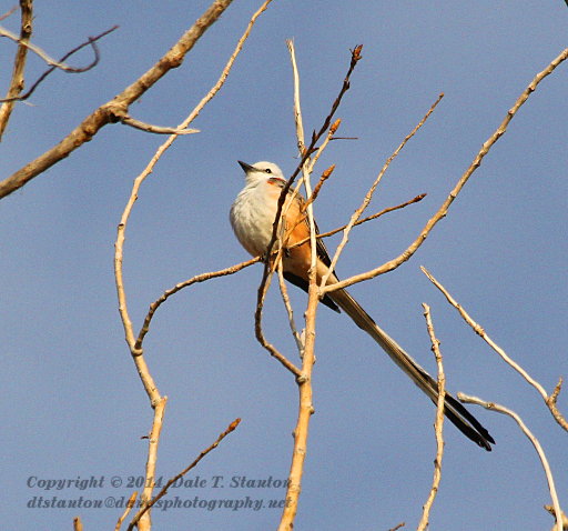 Scissortail Flycatcher - IMG_5434.JPG