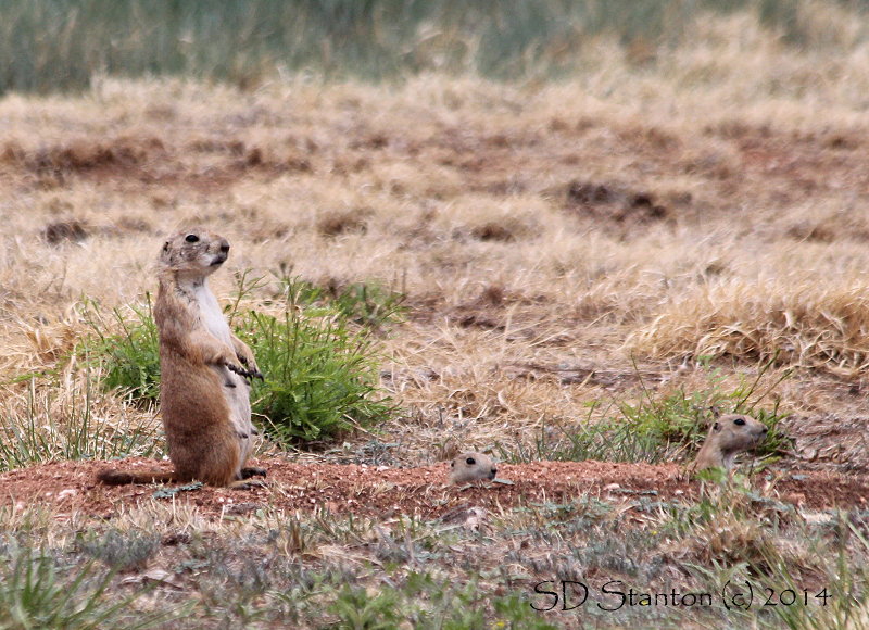 Momma and Pups - IMG_5833.JPG