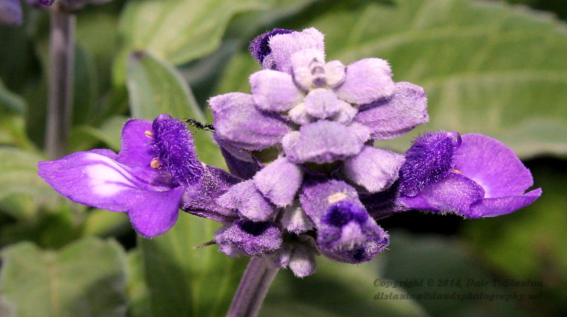 Blue Salvia Ant - IMG_6426.JPG