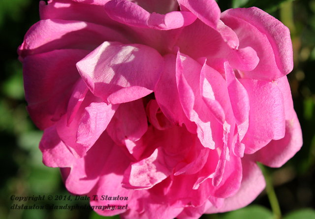 Old Fashioned Rose - IMG_6376.JPG