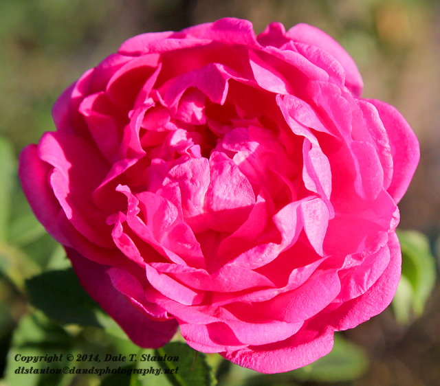 Old Fashioned Rose - IMG_6373.JPG