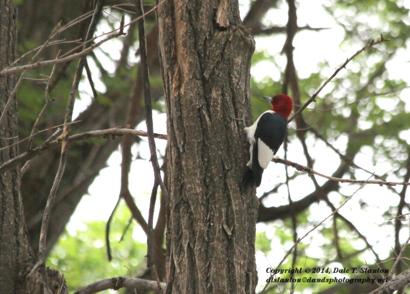 Red Headed Woodpecker - IMG_6585.JPG