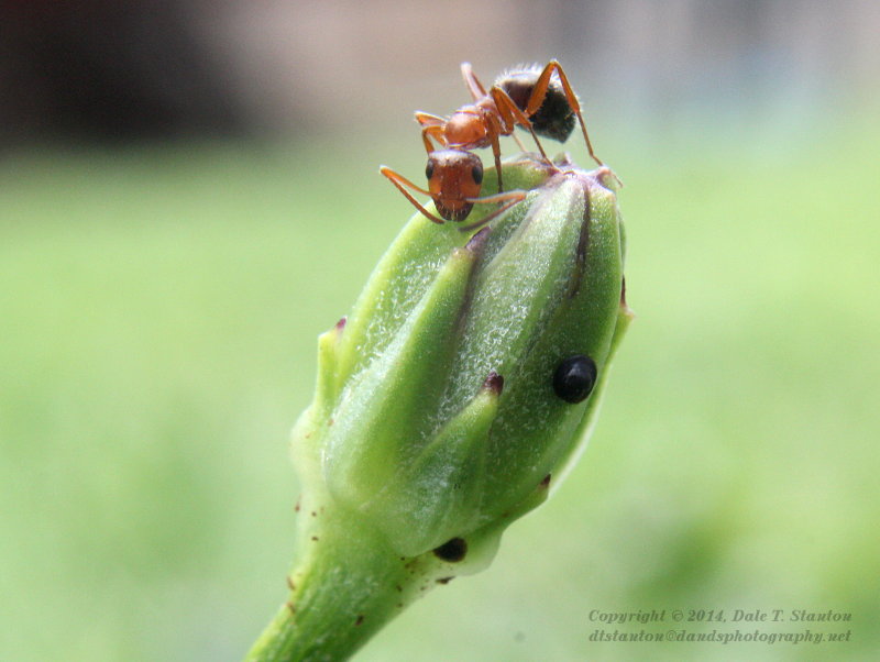 Dandelion Bud and Ant - IMG_6700.JPG