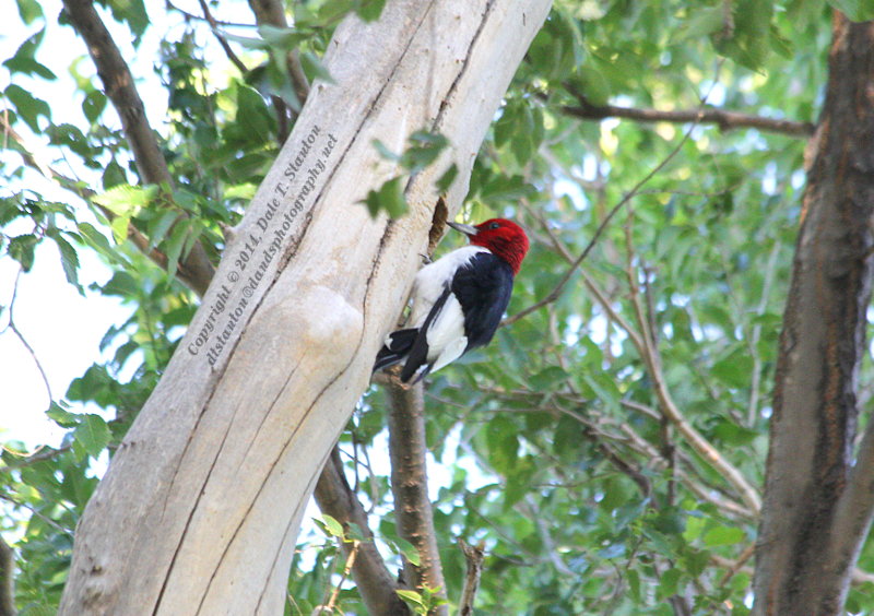 Red Headed Woodpecker - IMG_8063.JPG