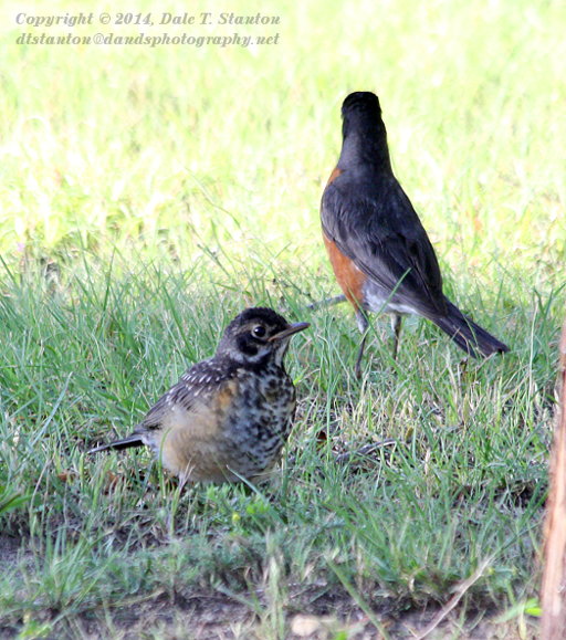 Learning to Forage - IMG_8125.JPG