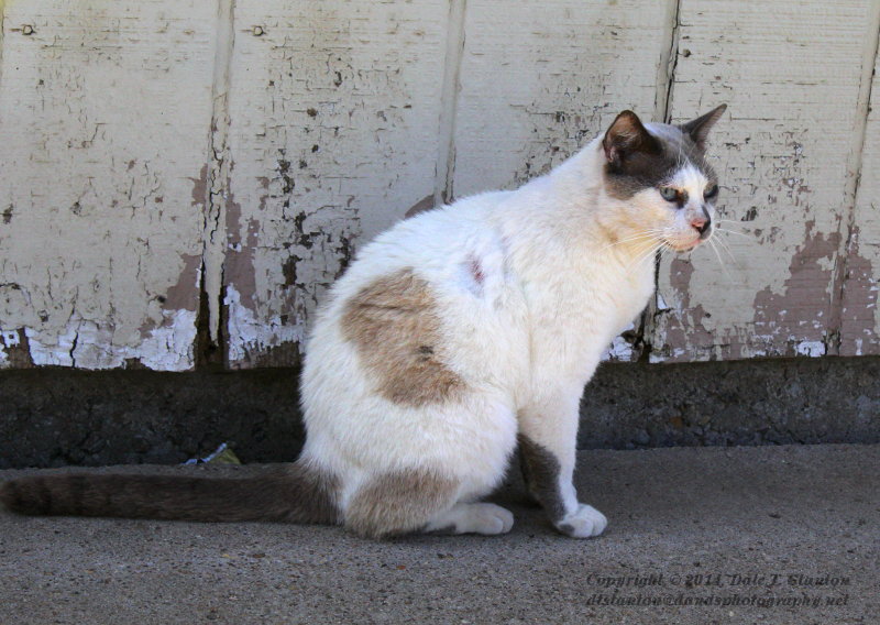 Grumpy - IMG_8478.JPG