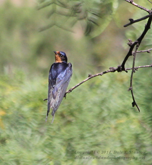 Barn Swallow - IMG_8670.JPG