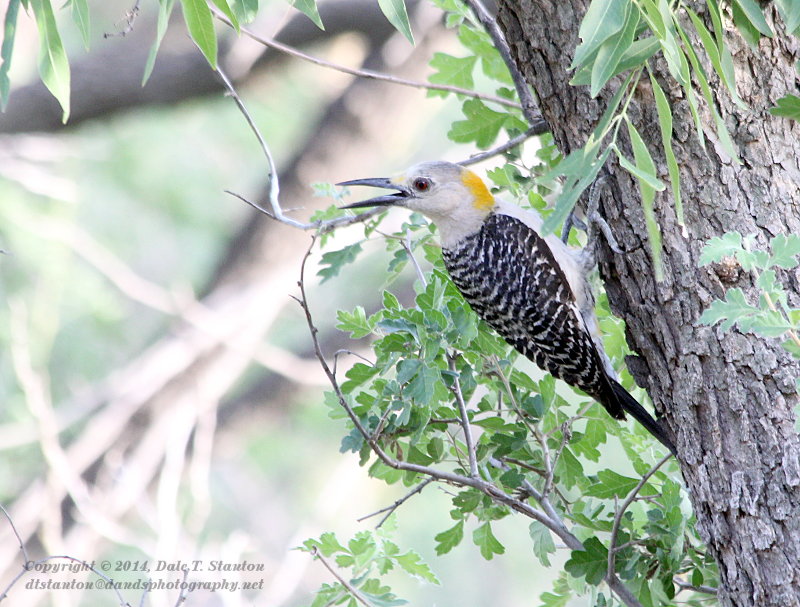 Golden Fronted Woodpecker - IMG_8996.JPG