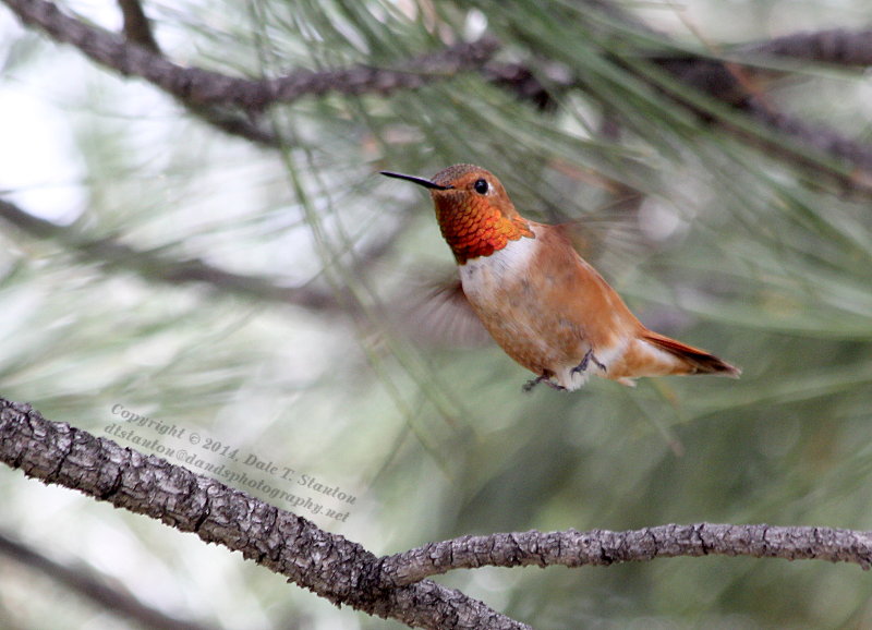 Rufous Hummingbird - IMG_0608.JPG