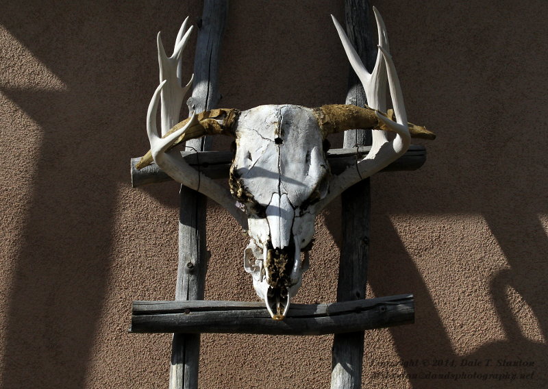 BullDeer - IMG_1364.JPG