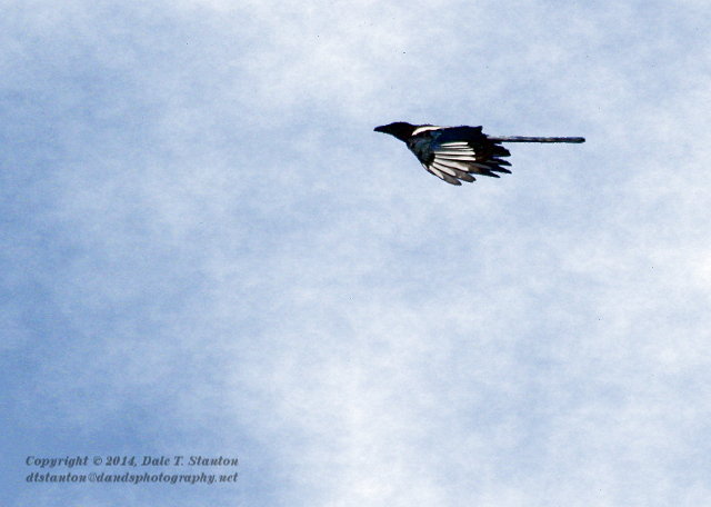 Magpie - IMG_1305.JPG