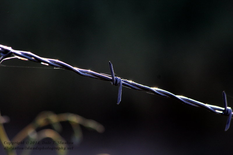 Barbed Wire - IMG_1461.JPG