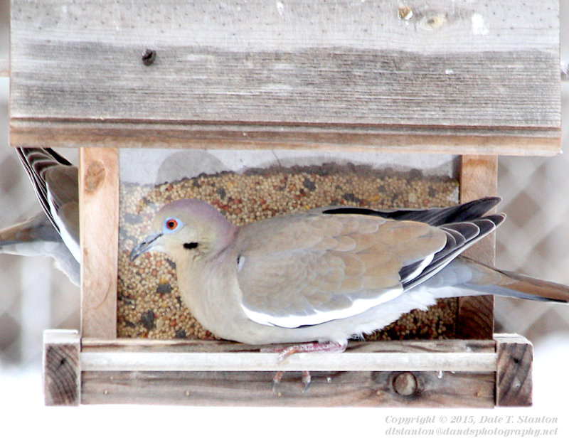 White-Winged Dove - IMG_5019.JPG