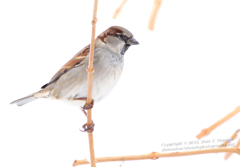Sparrow - IMG_5021.JPG