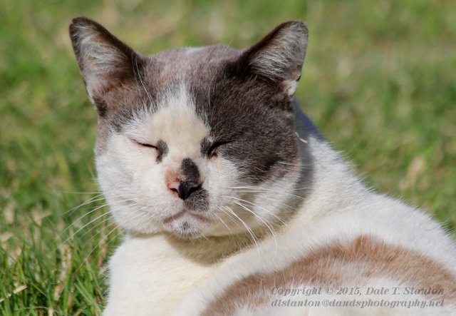 Grumpy Basking - IMG_5762.JPG