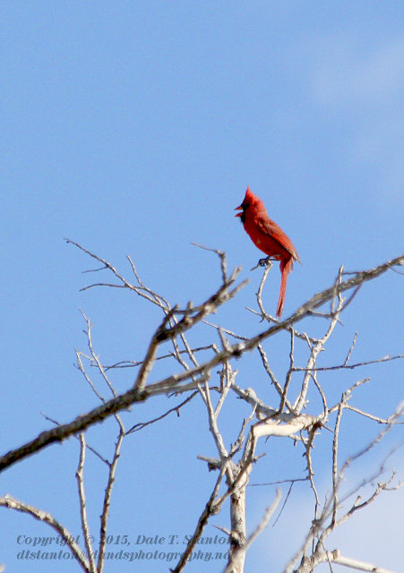 Chatty Cardinal - IMG_5752.JPG