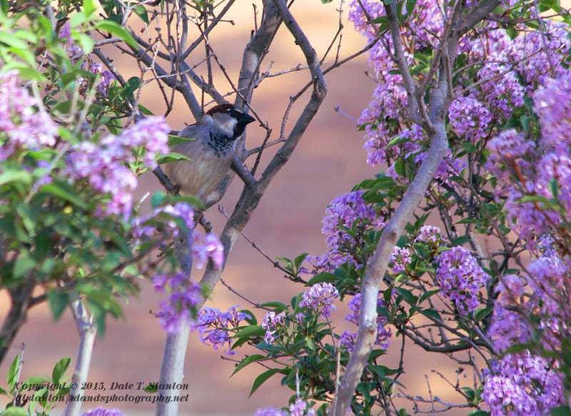 Sparrow in the Lilacs - IMG_5792.JPG