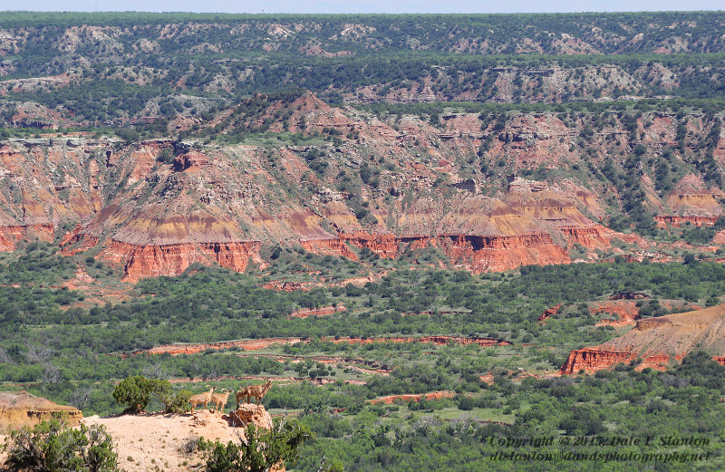 Aoudad Sheep Canyon - IMG_7755.JPG