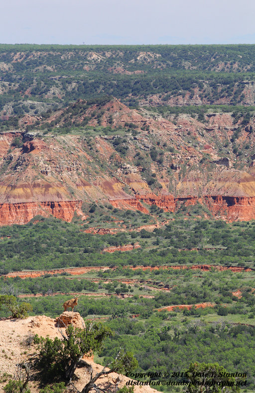 Aoudad Above Canyon - IMG_7807.JPG