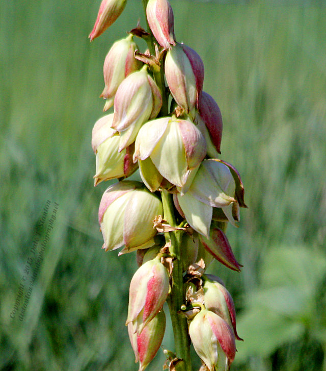 Yucca in Pink - IMG_8036.JPG