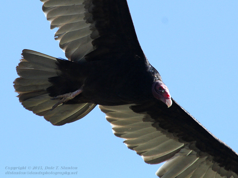 Beautiful Turkey Vulture - IMG_7886.JPG