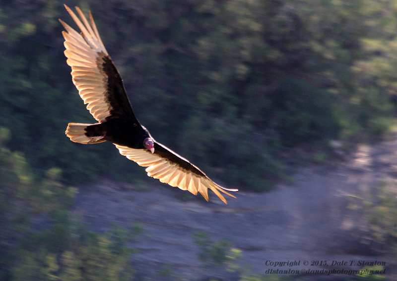 Turkey Vulture - IMG_7896.JPG